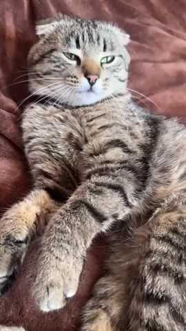 The media file shows a close-up of a tabby cat lying on a brown blanket. The cat has distinctive folded ears and green eyes. It is lying on its side with its paws crossed and appears relaxed. A hand enters the frame from the bottom right and gently pets the cat's belly. The lighting suggests it is daytime. The cat's expression is calm and content. The background is a soft, textured brown blanket, implying an indoor setting. There is no visible text in the media file. The location context is Heniivka, Ukraine.