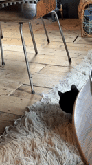Black cat rests alertly on white rug in London