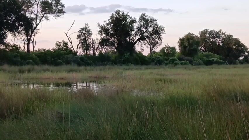 The video captures a serene natural landscape, likely a wetland or marsh in Nwanaeanoka, Botswana, during either dawn or dusk. The foreground is dominated by tall, verdant green grass swaying gently, suggesting a light breeze. In the midground, a narrow, calm body of water reflects the soft ambient light. A dense line of trees forms the background, their silhouettes standing out against a sky painted with delicate hues of pink and light blue, characteristic of twilight. The overall scene conveys a sense of tranquility and natural beauty. There are no people, specific objects, or visible text in the frame.