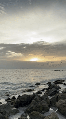 Venice, FL shoreline at sunset: rocks, tide pools, and a fallen palm