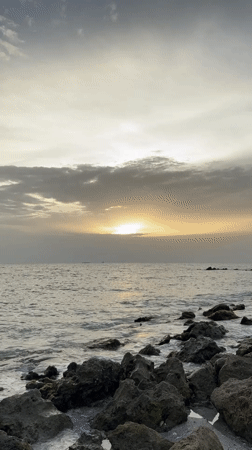 Venice, FL shoreline at sunset: rocks, tide pools, and a fallen palm