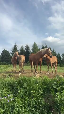 A video shows four horses in a grassy field with trees in the background. The horses are standing on a patch of dirt. The sky is partly cloudy.