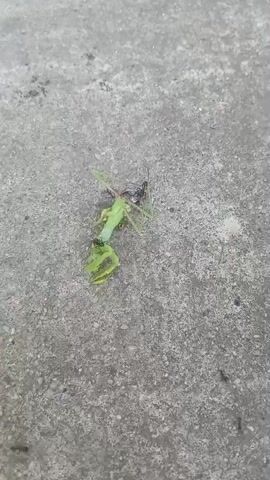 A close-up, overhead shot shows a dead praying mantis lying on a concrete surface. Several ants are gathered around and on the praying mantis, appearing to feed on it. The praying mantis is green and appears to be intact. The concrete surface is grey and textured.