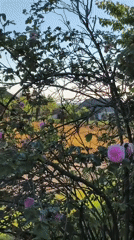 Morning documentation of roses and memorials in rural Ukraine