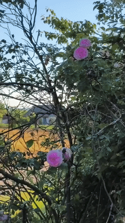 Morning documentation of roses and memorials in rural Ukraine