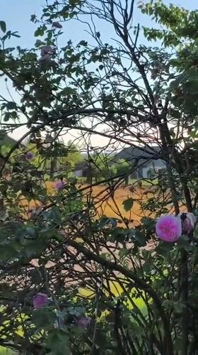 Morning documentation of roses and memorials in rural Ukraine