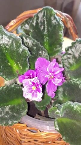 This is a close-up, eye-level video of a potted African violet plant with vibrant purple flowers. The plant is nestled in a small, woven wicker basket, which sits on a light-colored wooden surface, likely a table. The basket has a curved handle made of thicker wicker. The African violet has large, dark green, velvety leaves with lighter green or silver markings. Three prominent purple flowers are visible, one slightly larger and more open than the other two. The background is slightly blurred, showing what appears to be a curtain with a muted, possibly floral pattern in shades of beige and pink, and a gray wall. The lighting suggests it is daytime, with natural light illuminating the scene. There is no visible text in the video. The overall mood is calm and domestic, showcasing a simple houseplant. The video has a slight camera movement, subtly shifting focus and angle.
