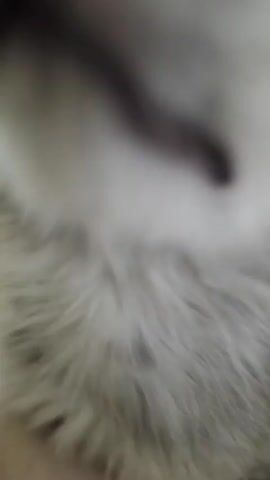 The video shows a person petting a gray cat. The cat is mostly out of focus, but its fur is visible. The person's hand is seen petting the cat's back. The background is blurry, but appears to be a home interior. Sounds of a conversation can be heard in the background.