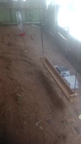 The video shows the interior of an enclosure, possibly a coop or shed, with a floor covered in a thick layer of wood shavings or similar material. The enclosure has a sloped roof made of corrugated plastic or similar material, allowing sunlight to enter. The walls appear to be constructed from a combination of rough stone and wooden planks.

In the background, hanging from the roof, is a plastic bottle with a red object visible inside, possibly a feeder or water dispenser. There are also branches or sticks on the ground and leaning against the walls.

In the foreground, a wooden feeder is suspended by a rope from the roof. The feeder is positioned at an angle, and its interior appears empty. There are also some flat, gray objects, possibly concrete blocks, scattered on the ground near the feeder. The overall impression is of a functional, albeit rustic, animal enclosure.