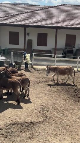 The video shows a group of donkeys in a fenced-in area, gathered around a circular hay feeder with a roof. Several donkeys are eating from the feeder, while one lighter-colored donkey walks away from the group. A person is seen in the background near a white fence, appearing to be adjusting or working with a large, light-colored sheet or covering. The environment appears to be a rural or farm setting with a house featuring a red-tiled roof and white walls in the background. The ground is mostly dirt and sand. The scene is well-lit with clear sunlight.