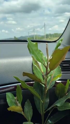 The video begins with a close-up shot of a green plant with large leaves, positioned inside a car. The camera then pulls back to reveal the dashboard of the car and the view through the windshield. The car is on a highway, with other vehicles visible ahead, including cars and trucks. The landscape outside consists of rolling hills covered in green trees and vegetation, with a cloudy sky above. The road curves to the right. The scene appears to be a daytime drive in a rural or semi-rural area.