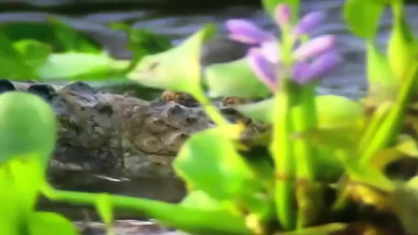 A close-up shot shows the head and eyes of a caiman partially submerged in murky green water. The caiman's textured scales and the water's ripples are visible. The scene appears to be in a natural, outdoor environment, likely a swamp or river.