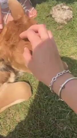 A person wearing a silver chain bracelet scratches the neck of a tan-colored calf that is lying down on green grass.  Another person wearing a white dress and strappy sandals is standing near the calf and placing their hand on its head. The calf appears relaxed and possibly enjoying the attention. The grass is green and there appears to be a small, round pile of something in the background. The scene is well-lit.