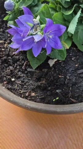A close-up shot shows purple bellflowers in a pot. The flowers are vibrant and have delicate petals. The pot is filled with dark soil, and a few small green sprouts are visible. The pot itself is brown and has a textured rim. The background is blurred, suggesting the pot is outdoors.