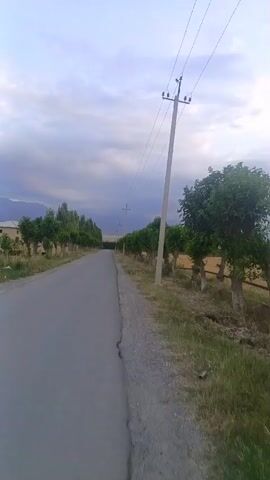 This video captures a view from a moving vehicle on a paved road lined with trees. The setting appears to be rural, with fields visible beyond a wooden fence. Power lines stretch across the sky, supported by utility poles. The time of day is likely late afternoon or early evening, as indicated by the soft, diffused light and the slightly overcast sky. The weather appears calm. The overall mood is peaceful and serene, with the gentle sway of the trees adding to the tranquility. There is no visible text in the media file. The location is identified as Chimyon, Uzbekistan.