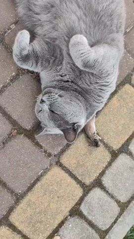 A gray cat is lying on its back on a paved surface. A person's hand is shown petting the cat's belly. The cat appears relaxed. The paved surface is made of rectangular stones in shades of brown and gray.