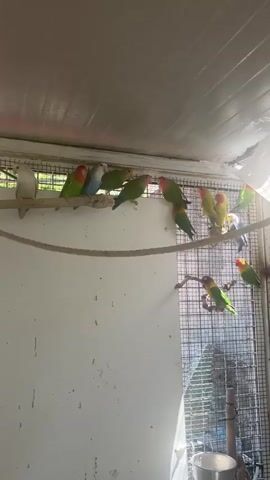 This media file shows a group of lovebirds inside a cage. The birds are of various colors, including green, blue, yellow, and pink. They are perched on a wooden dowel and a rope that stretches across the cage. Some birds are preening, while others are interacting with each other. The cage appears to be outdoors, as evidenced by the natural light filtering in. The setting seems to be a domestic or aviary environment, likely in Vallo della Lucania, Italy. The overall atmosphere appears peaceful and calm, with the birds exhibiting natural behaviors. There is no visible text in the media file.