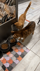 Two cats feed indoors in Chaikovsky, Russia