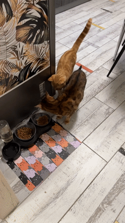 Two cats feed indoors in Chaikovsky, Russia