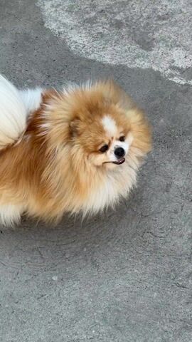 The video shows a small, fluffy, orange and white dog, likely a Pomeranian, standing on a gray concrete surface. The dog is panting and looks around, and then turns and walks away, its fluffy tail wagging.  A person's legs and sandaled feet are visible in the background at one point.