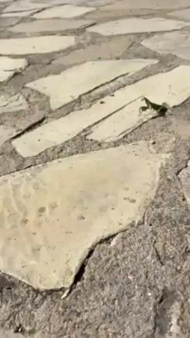 A praying mantis is seen on a paved surface. The mantis is green and moves slowly. The background is blurry. The weather appears to be sunny.