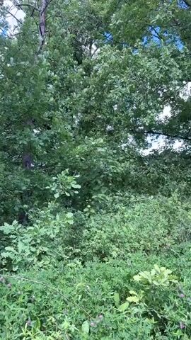 The video shows a person in a purple dress walking through a lush, green forest with tall trees and dense undergrowth. The sun is shining, and the sky is partly cloudy. The camera follows the person as they walk deeper into the woods.