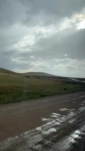 The video shows a muddy, rutted dirt road in a rural landscape. The road is wet, with numerous puddles reflecting the overcast sky. Rolling green hills stretch out in the background, with a few scattered brown mounds. A single, dark-colored animal, possibly a cow, stands in the grassy field to the left of the road. The sky is filled with dramatic, heavy clouds, with shafts of sunlight breaking through in the upper right portion of the frame, suggesting a transition in weather, perhaps after rain. The overall scene evokes a sense of solitude and the rugged beauty of a remote, open landscape. The time of day appears to be either late morning or afternoon, given the light conditions. There is no visible text in the video.