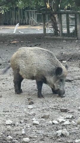 A wild boar is rooting around on the ground. There are other wild boars in the background, and a fence surrounding the area. The ground is covered in dirt and rocks, and there are trees and foliage in the background. The video is shaky and appears to be handheld.