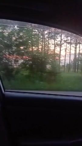 The video shows a view from inside a vehicle looking out of a partially open window at a passing forest. The sun is setting, casting a warm light through the trees. The trees are tall and slender, with dense green foliage. The ground below is covered in grass. The road is visible as a dark gray strip. The interior of the car is dark and out of focus.