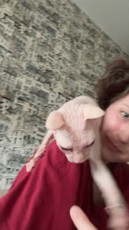 Sphynx cat playtime and rainy streets in Krasnoyarsk