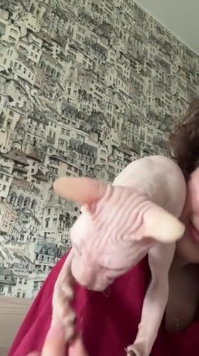 Sphynx cat playtime and rainy streets in Krasnoyarsk