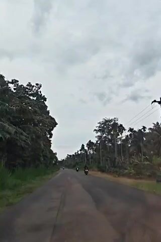 The video shows a wet road lined with lush green trees and tall palm trees under a cloudy, overcast sky. Three motorcycles pass by on the road at intervals, traveling in the same direction as the camera.