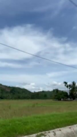 The video presents a scenic daytime view of a rural landscape. A field of tall grass is in the foreground, with a concrete edge in the bottom left corner of the frame. Beyond the field, a hill covered with lush green trees and vegetation rises in the background. Palm trees are clustered near the right edge of the field. Above, the sky is a mix of blue and white clouds. Two black electrical wires stretch horizontally across the upper part of the frame. A small bird is perched on one of the wires. Voices can be heard.