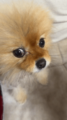Urban afternoon moments feature Pomeranian dog interactions and cityscape views