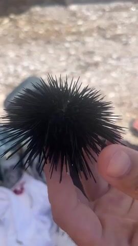 A close-up shot shows a hand holding a black sea urchin. The sea urchin is spherical with numerous sharp spines protruding from its surface. The background is blurred, but appears to be a beach with pebbles and some fabric items. The hand is holding the sea urchin delicately, with the thumb and index finger supporting it. The lighting suggests it is daytime and outdoors.