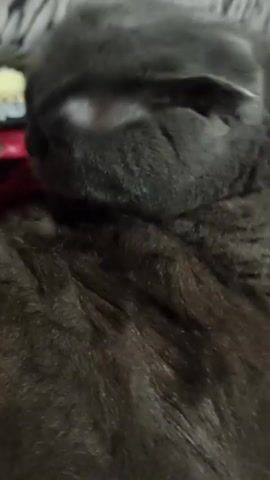 A close-up shot of a sleeping grey cat. The cat's eyes are closed and its head is resting on its fur. The cat's fur is long and fluffy. The background is blurred but appears to be a patterned blanket. The lighting is dim.