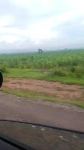 The video captures a view from a moving vehicle, showing a landscape with agricultural fields and scattered trees under a cloudy sky. The road in the foreground is paved and appears to be in moderate condition. Green vegetation, likely crops and bushes, dominates the middle ground and extends towards the horizon. In the far distance, the landscape becomes hazy, suggesting a vast expanse. A single person wearing a red garment is briefly visible on the right side of the frame, walking away from the camera. The overall impression is one of a rural or agricultural setting, possibly during an overcast day.