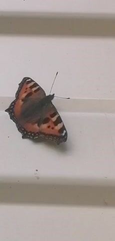 A butterfly is perched on a white surface. The butterfly is orange, black, and brown, with distinctive wing patterns. Its antennae are visible. The surface appears to be a window ledge or sill, with a slight texture. The lighting suggests an indoor or shaded outdoor environment. There are no other objects or individuals visible in the frame. The video is very short, capturing a static image of the butterfly.