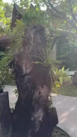 The video shows a tree trunk with plants growing out of it in a garden or park-like setting. A building with a Thai-style roof is visible in the background. The person speaking says "Hola" and makes a noise to attract the attention of someone or something. There is no indication of who or what they are trying to attract.