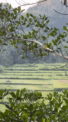 Sunrise drive through Rendang's rice terraces and jungle roads