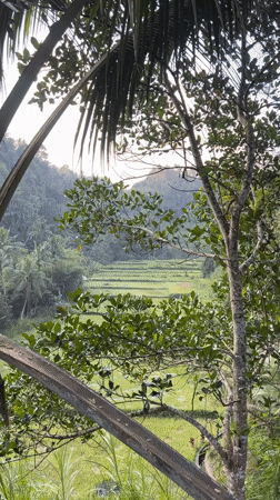 Sunrise drive through Rendang's rice terraces and jungle roads