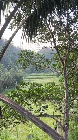 The video shows a view of lush green rice terraces cascading down a hillside, framed by the leaves and branches of trees in the foreground. The sun appears to be rising or setting, casting a warm light on the landscape. The terraces are neatly arranged in horizontal bands, with some areas appearing to be recently planted and others showing signs of growth. In the distance, more trees and vegetation cover the rolling hills. There is a sense of tranquility and natural beauty in the scene.