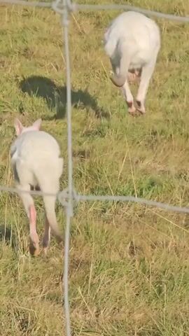 Two white ostriches are walking away from the camera in a grassy field. The foreground is blurred by a fence. The ostriches have long necks and large bodies. Their legs are pink and their feet are visible. The field is covered in dry grass and some patches of green grass. The sun is shining, casting shadows on the ground. The camera is moving, causing some motion blur.