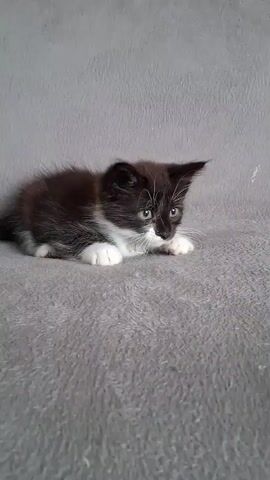 A black and white kitten lies on a gray blanket. A colorful toy with yellow, pink, and blue feathers is in the foreground. The kitten is looking at the toy.