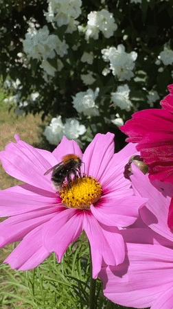 Bumblebee foraging among cosmos flowers in a Latvian garden