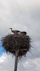 Storks nesting and gymnastics rings on a summer afternoon
