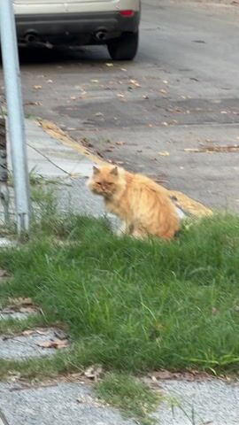 The video shows a long-haired ginger cat sitting in the grass on the side of a road. Then, a white and black spotted dog wearing a turquoise harness being walked on a leash by a person wearing black pants quickly crosses the scene.