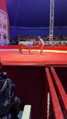 The video shows a circus performance. An adult, dressed in a sparkling costume, stands on a red circus stage next to a donkey. The adult bends down and appears to be interacting with the donkey, possibly giving it a treat or command. A large audience sits in the background, with a tall circus tent overhead. The perspective is from the audience, with the red metal safety rails of the seating visible in the foreground.
