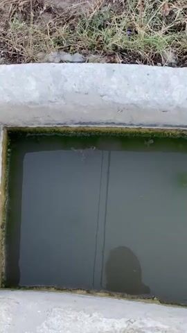 The video shows a concrete trough filled with murky water. Green algae grows along the edges of the trough. A string or wire hangs into the water. In the water, a small frog or toad can be seen. The camera moves around the trough, at times appearing shaky. The ground around the trough is covered in dry grass and dirt. The video appears to be filmed outdoors during daylight.