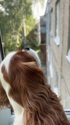 Cavalier King Charles Spaniel naps and window-watches on a cozy afternoon